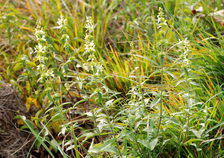 Stachys recta