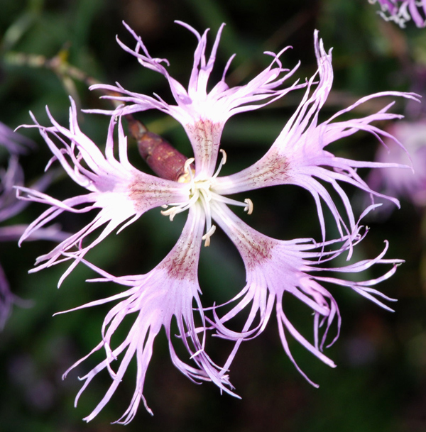 Dianthus superbus / Garofano superbo