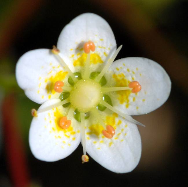 Saxifraga aspera / Sassifraga spinosa