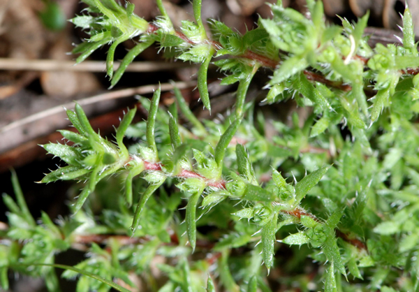 Saxifraga aspera / Sassifraga spinosa