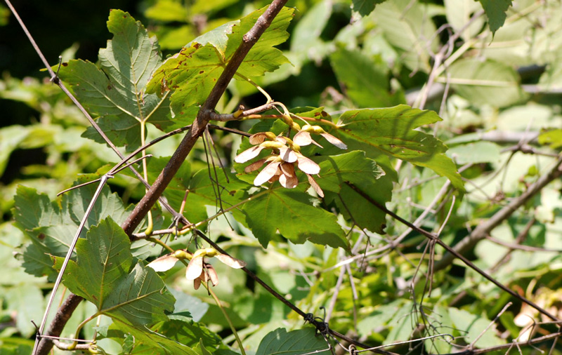 Acer pseudoplatanus / Acero di Monte
