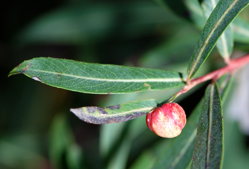 da determinare - Salix  sp.