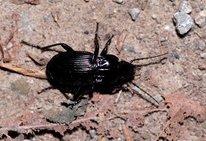 Abax (Abax) parallelepipedus lombardus