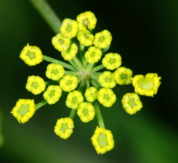 Pastinaca sativa / Pastinaca comune