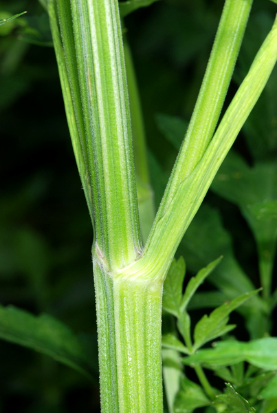 Pastinaca sativa / Pastinaca comune