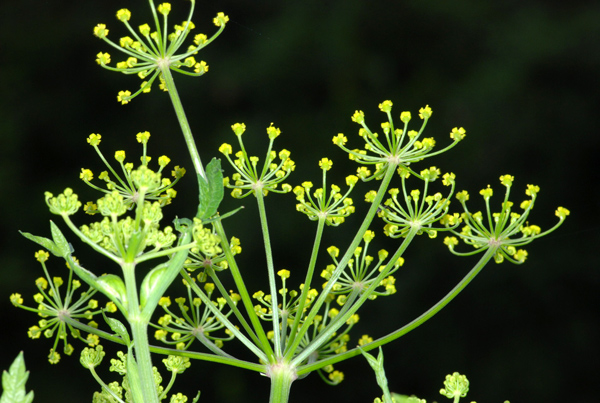 Pastinaca sativa / Pastinaca comune