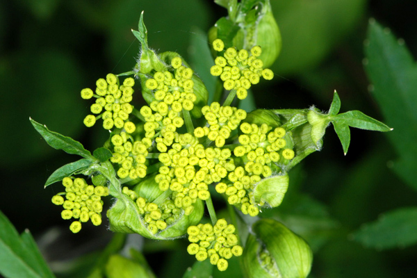 Pastinaca sativa / Pastinaca comune