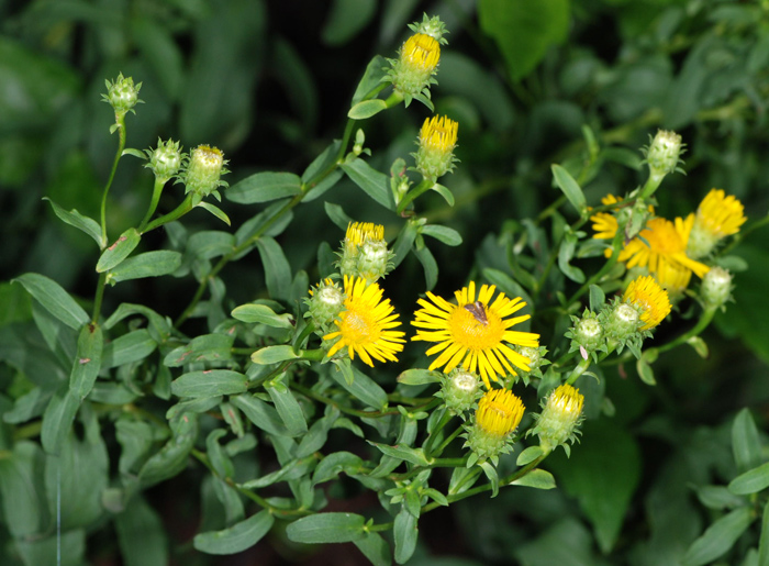 Inula spiraeifolia