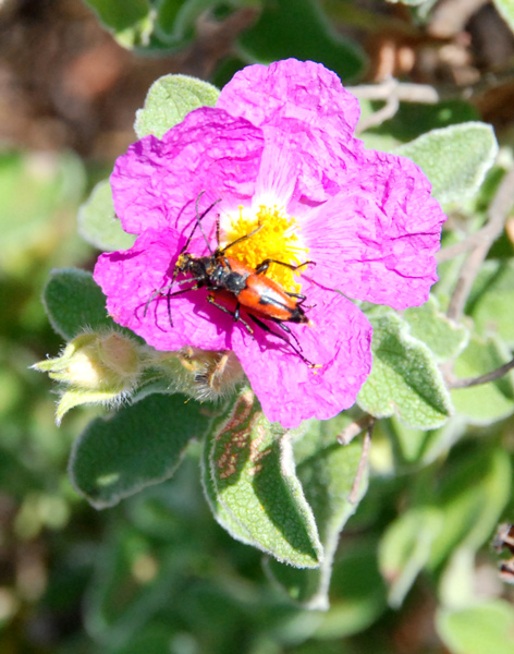 Cistus creticus ssp. eriocephalus