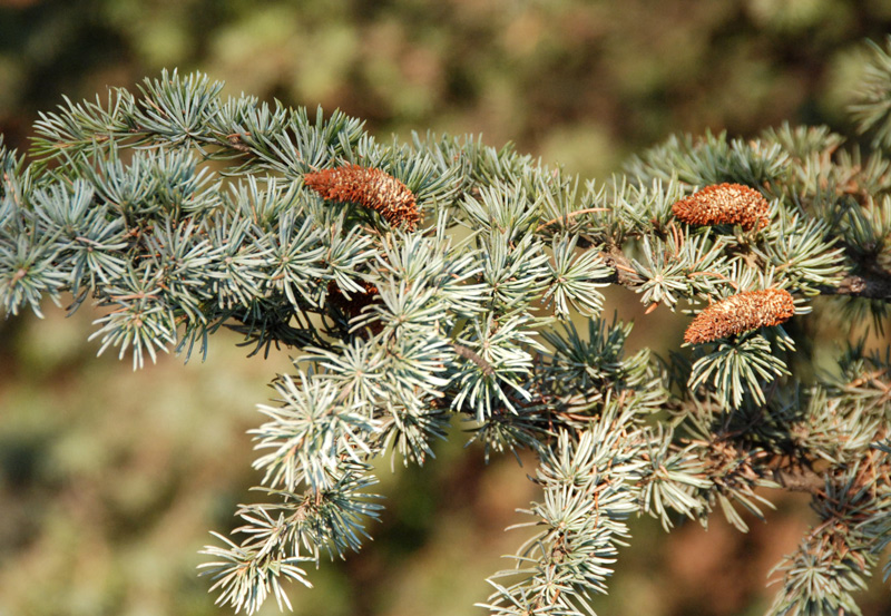 Cedrus cfr. atlantica