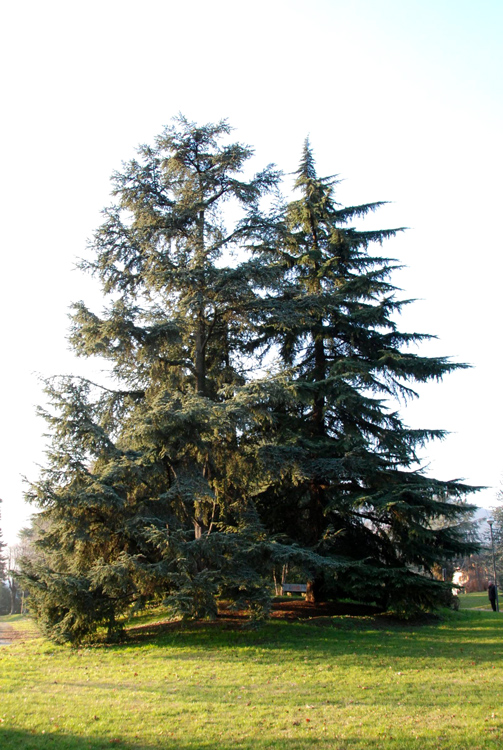 Cedrus cfr. atlantica