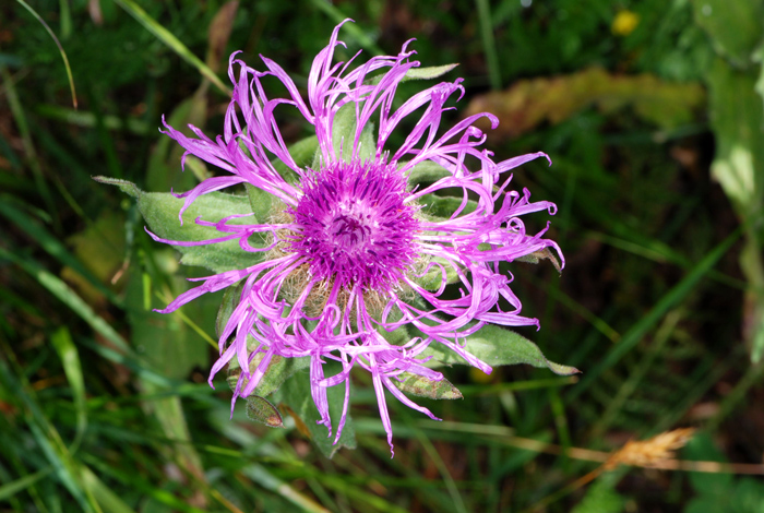 Centaurea nervosa / Fiordaliso alpino