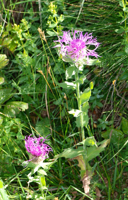 Centaurea nervosa / Fiordaliso alpino