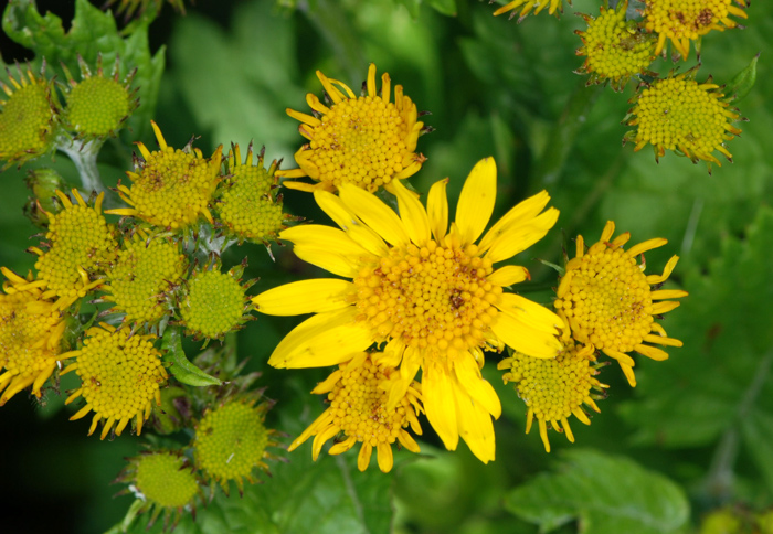 Jacobaea alpina (=Senecio alpinus) / Senecione alpino