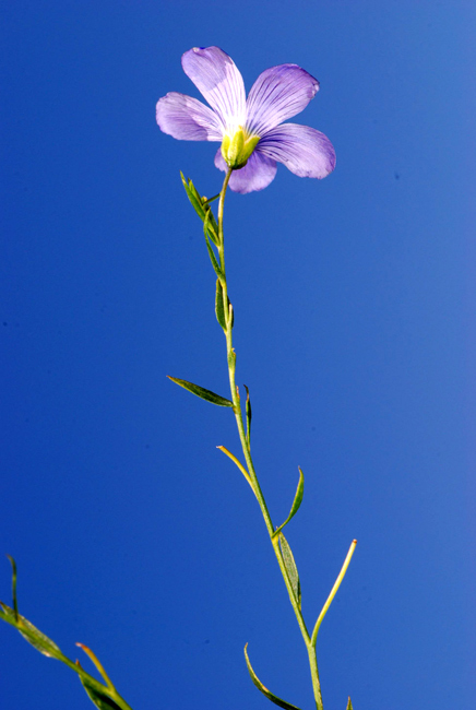 Linum alpinum / Lino celeste