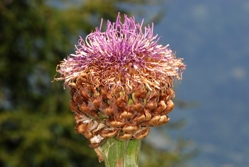 Rhaponticum hemeralpion  / Fiordaliso delle Alpi orientali