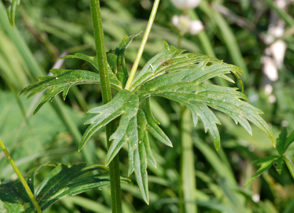 Aconitum lycoctonum / Aconito strozzalupo