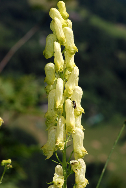 Aconitum lycoctonum / Aconito strozzalupo