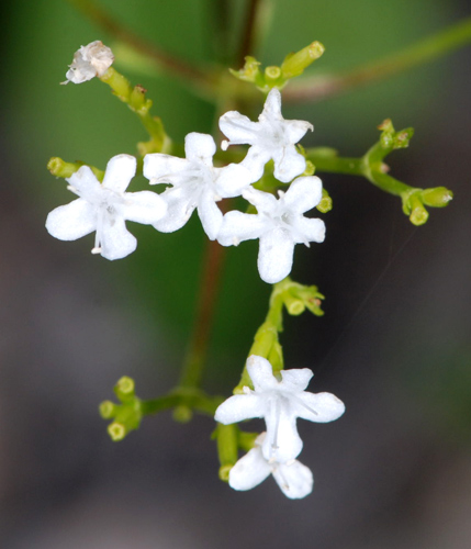 Valeriana saxatilis / Valeriana delle rupi