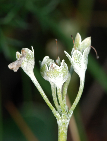 Primula auricula / Primula orecchia d''orso