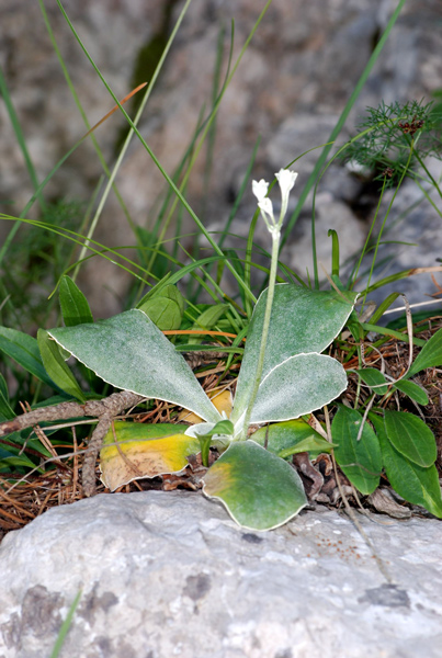 Primula auricula / Primula orecchia d''orso