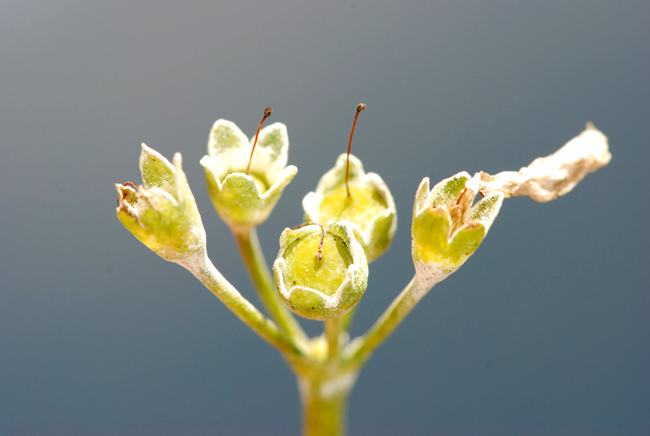 Primula auricula / Primula orecchia d''orso