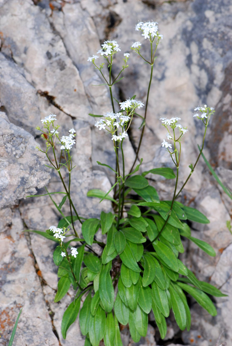 Valeriana saxatilis / Valeriana delle rupi