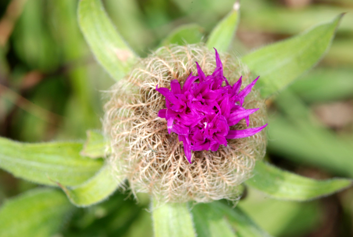 Centaurea nervosa / Fiordaliso alpino