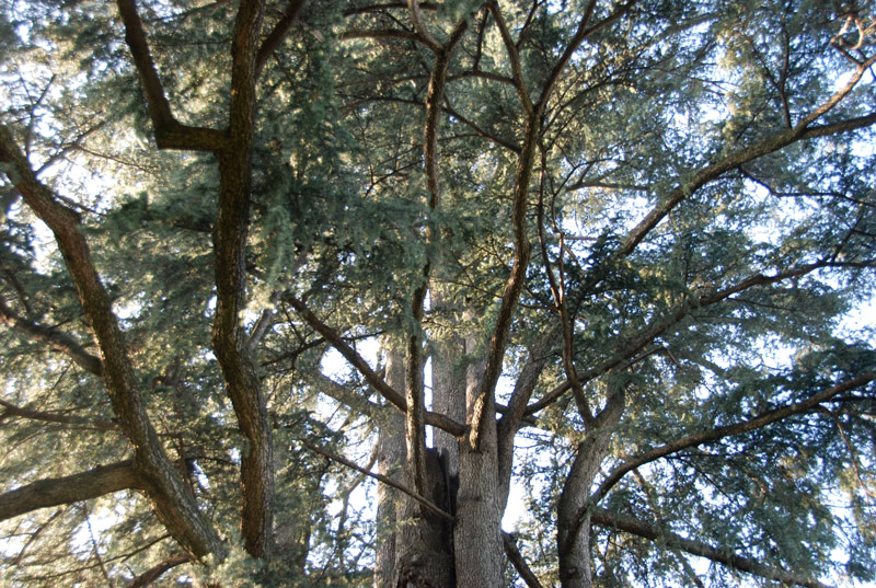 Cedrus deodara / Cedro dell'' Himalaya