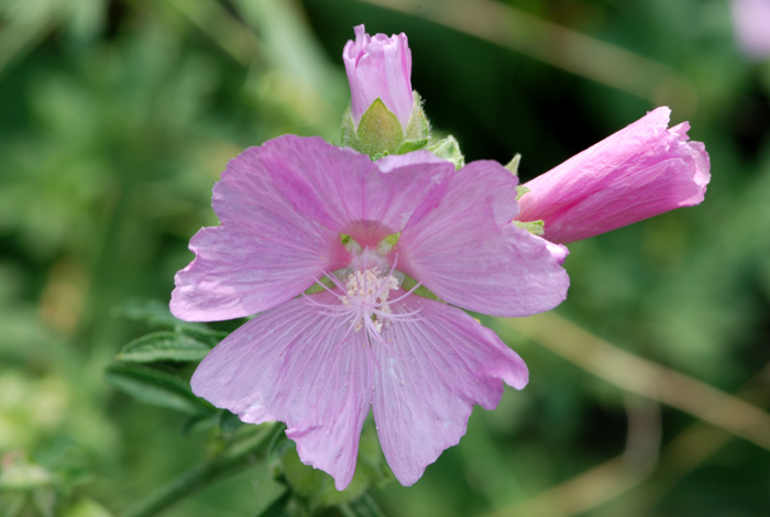 Malva alcea / Malva alcea