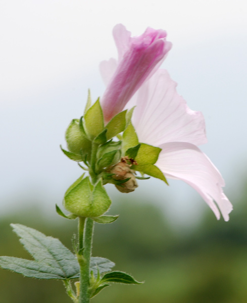 Malva alcea / Malva alcea