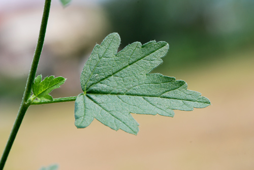 Malva alcea / Malva alcea