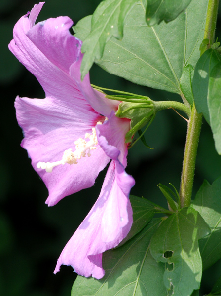 Malvacea da determinare - Hybiscus sp.