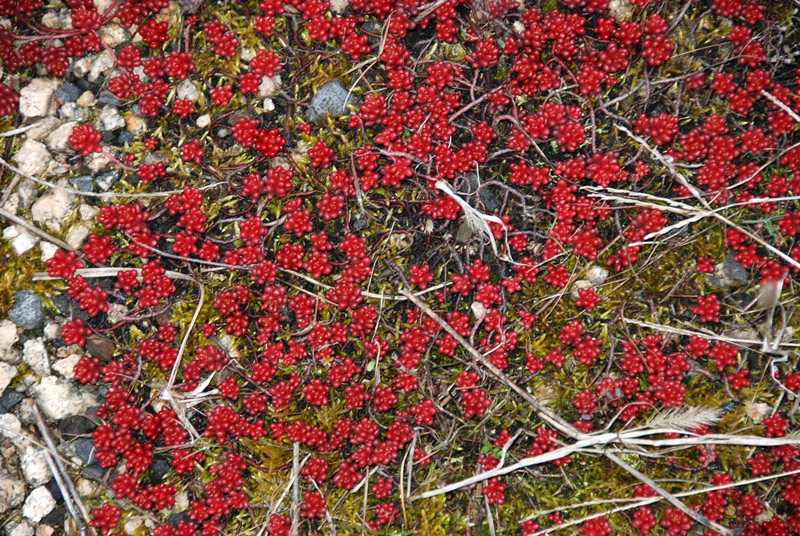 Alvernia (Francia) - Sedum sp.