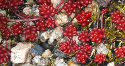 Alvernia (Francia) - Sedum sp.