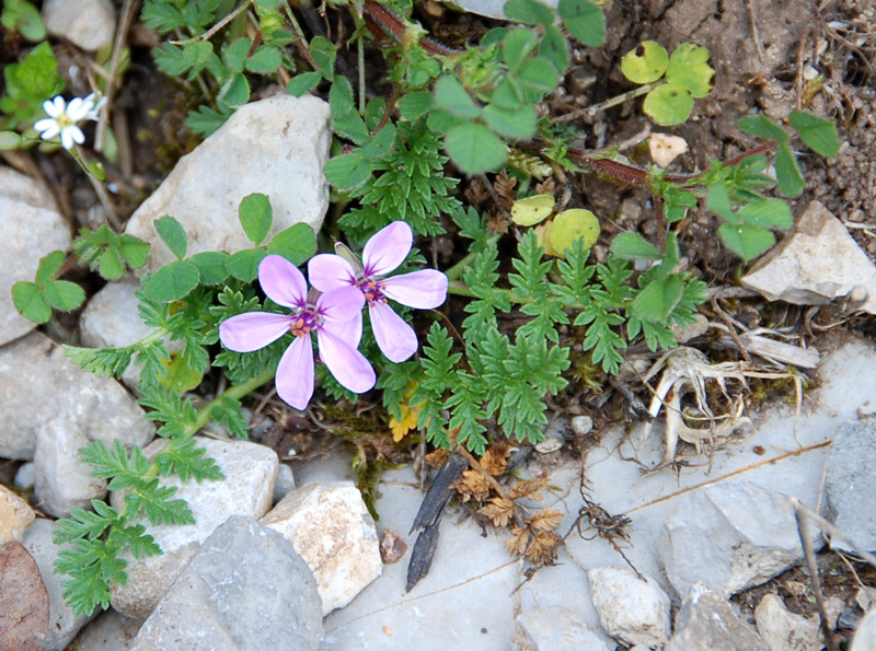 Erodium cicutarium / Becco di Grù comune