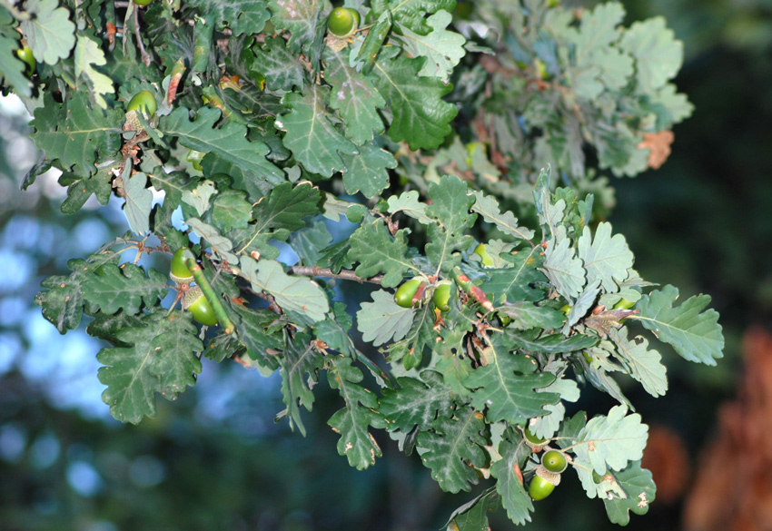 Quercus robur x pubescens