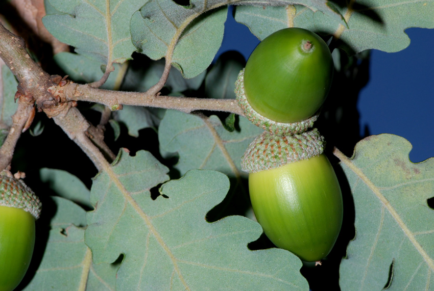 Quercus robur x pubescens