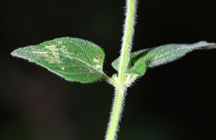 Clinopodium vulgare / Clinopodio dei boschi