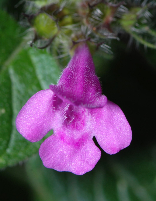 Clinopodium vulgare / Clinopodio dei boschi