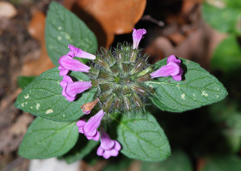 Clinopodium vulgare / Clinopodio dei boschi