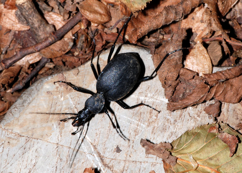 Cychrus italicus (Carabidae)