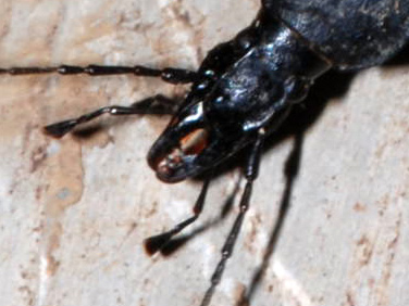 Cychrus italicus (Carabidae)