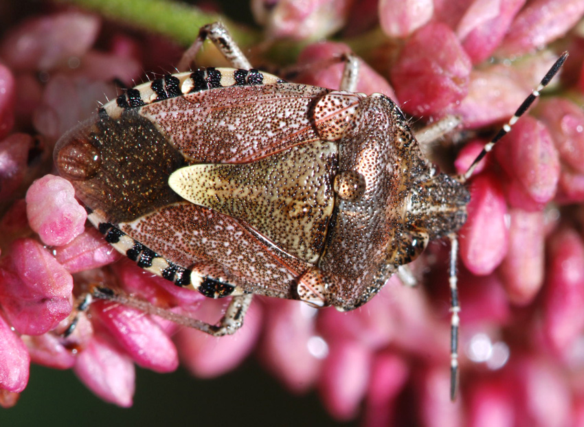 Dolycoris baccarum