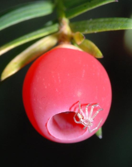 Taxus baccata / Tasso comune