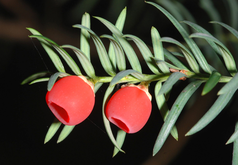 Taxus baccata / Tasso comune