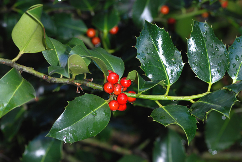 Ilex aquifolium / Agrifoglio