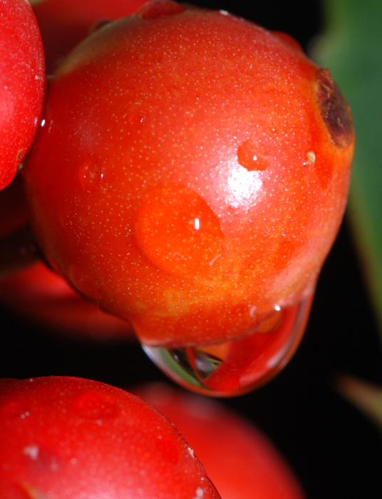 Ilex aquifolium / Agrifoglio