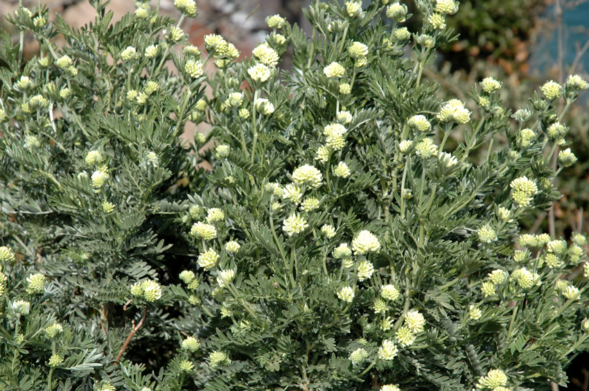 Anthyllis barba-jovis / Vulneraria barba di Giove
