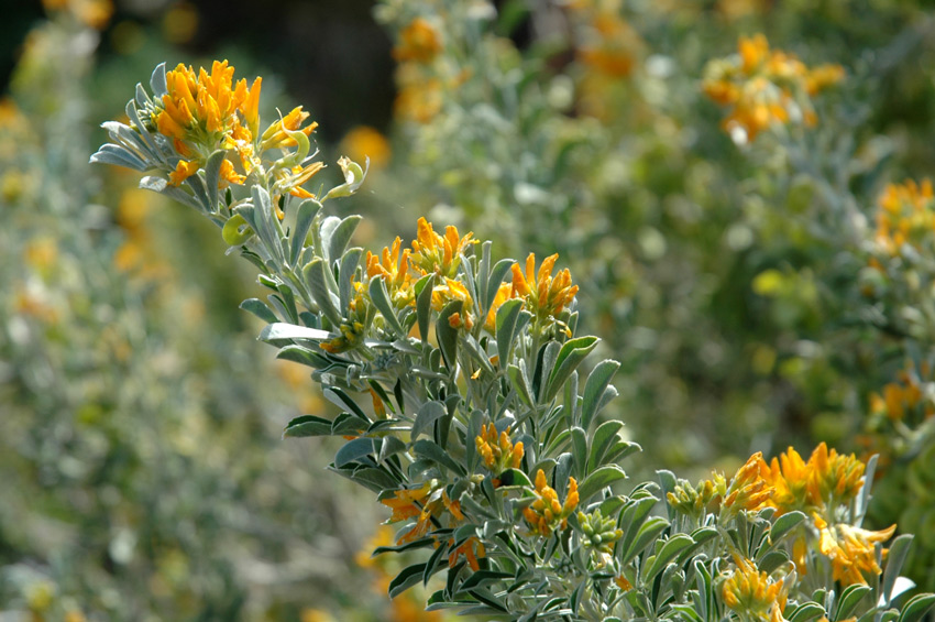 Medicago arborea / Erba medica arborea